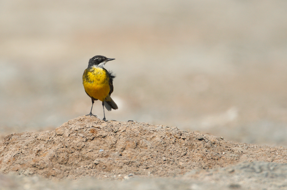 Imagen 12 de la galería de Lavandera boyera - Western Yellow Wagtail